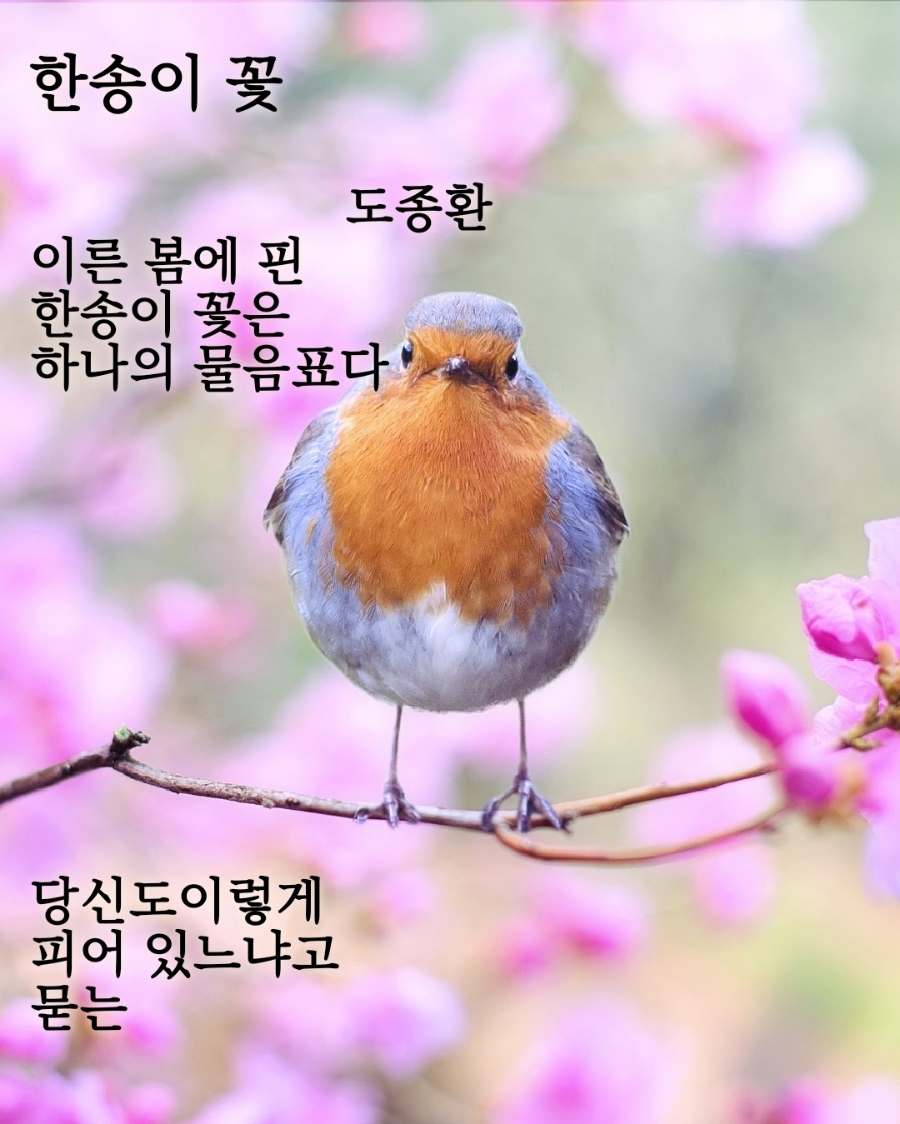 금란꽃 이미지