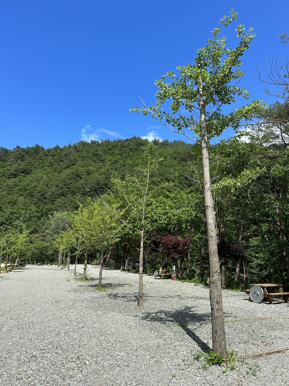 법수치오토캠핑장 이미지