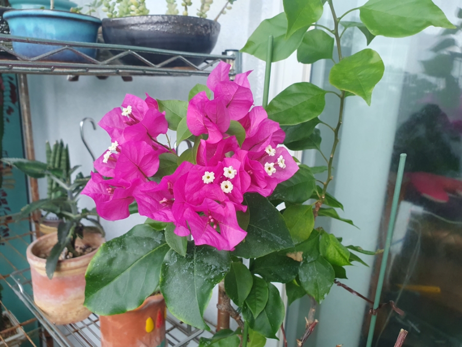 오돌수육 이미지
