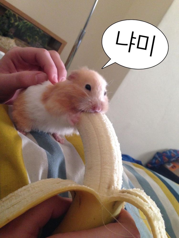 60계경기 이미지