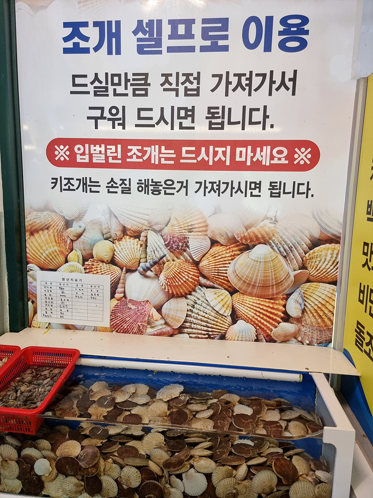 바다나무 이미지
