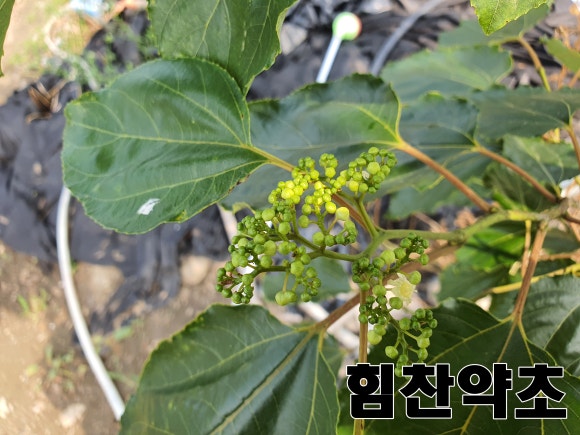 내안에 약초 이미지