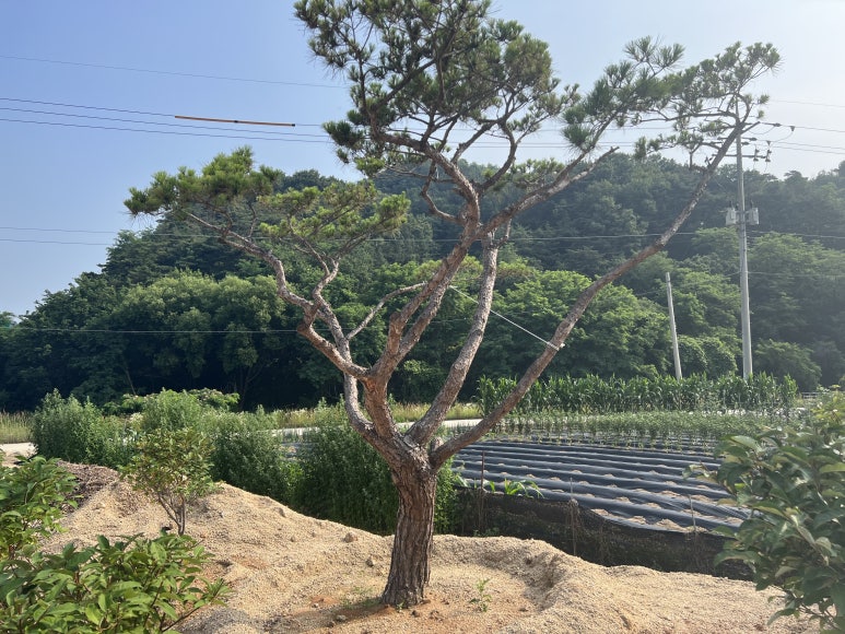 한울조경 주식회사 이미지