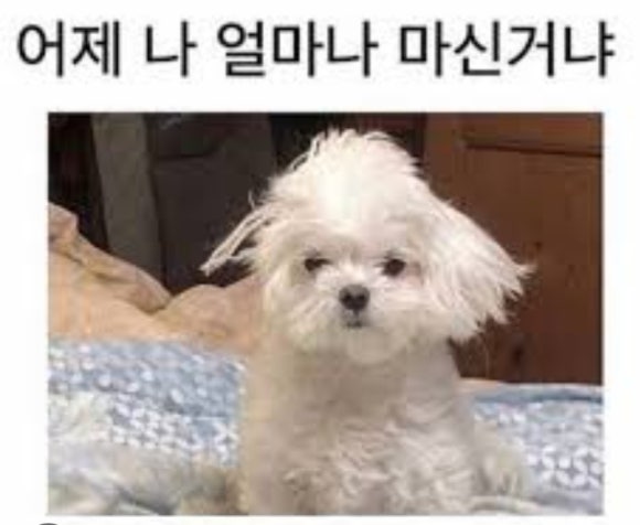 요리하는술집 이미지