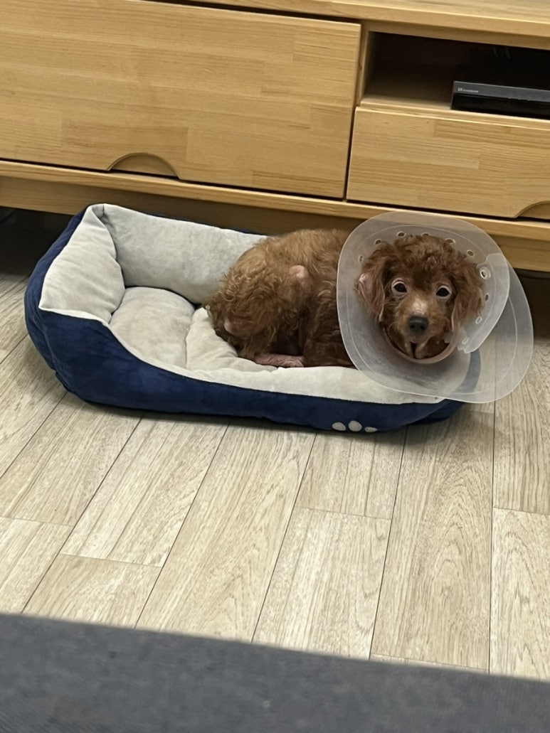 캔디헤어샵 이미지