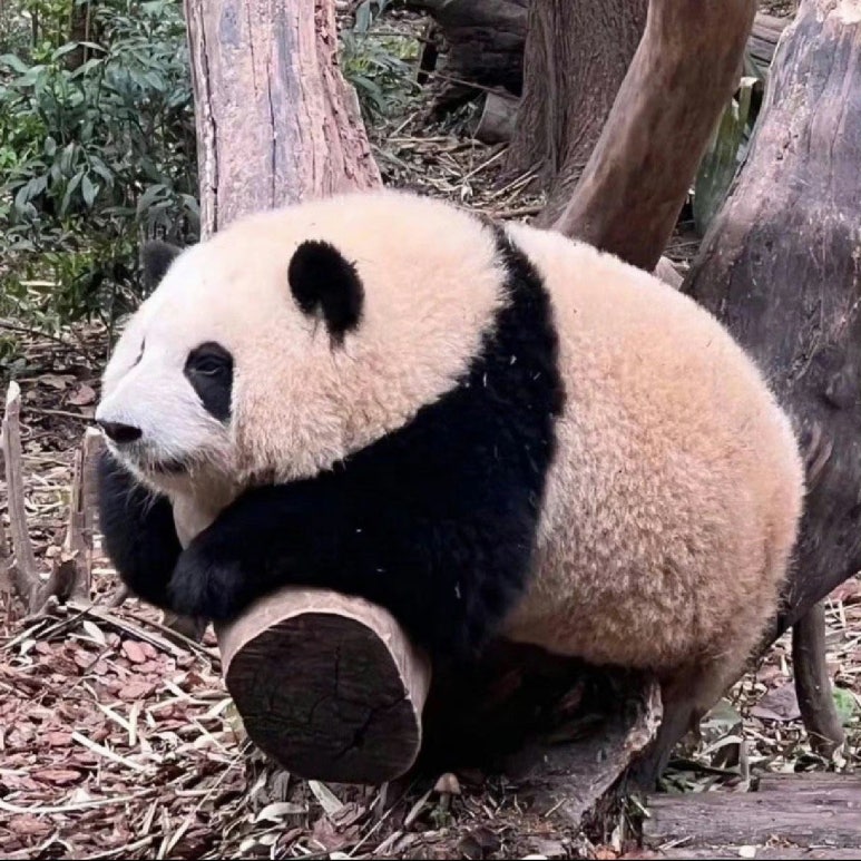 구어판다 이미지