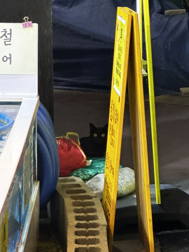 도마샌드 이미지