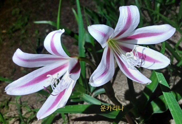 자구스토어 이미지
