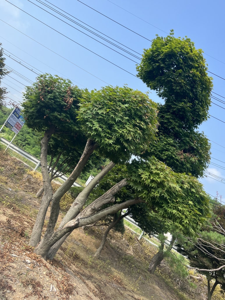 한울조경 주식회사 이미지