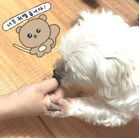 얌마과일 이미지