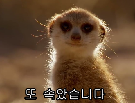 동네족발 이미지
