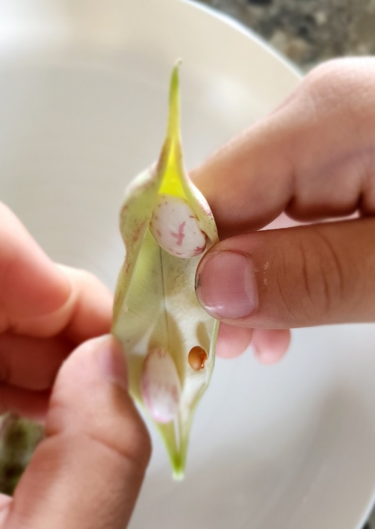 꼬투리걸 이미지
