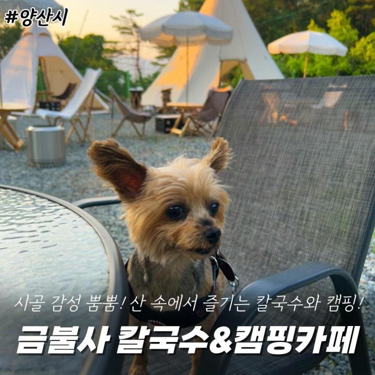 금불사 칼국수 이미지