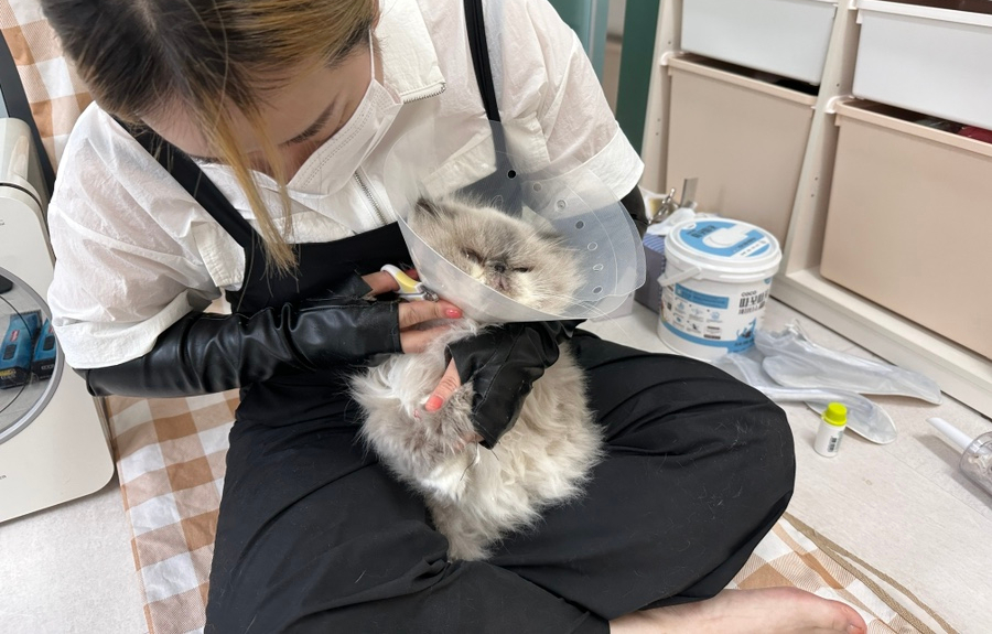 카밍캣 고양이미용 이미지