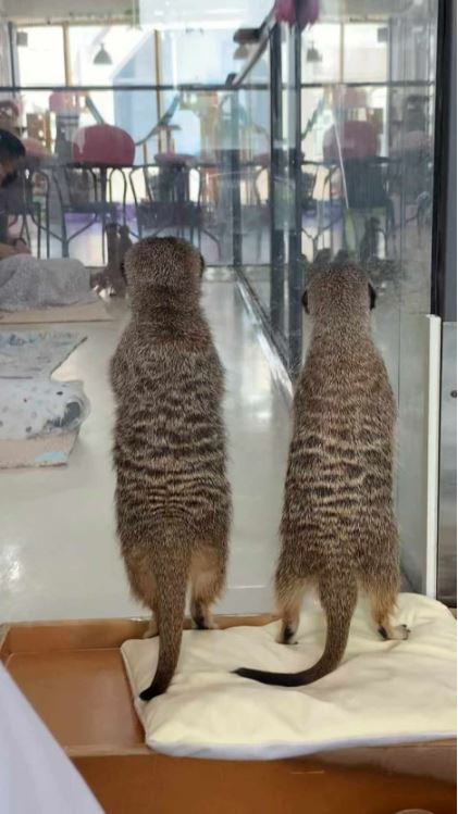 궁파스타 이미지