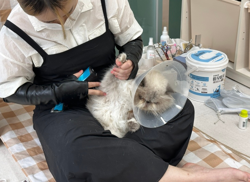 카밍캣 고양이미용 이미지