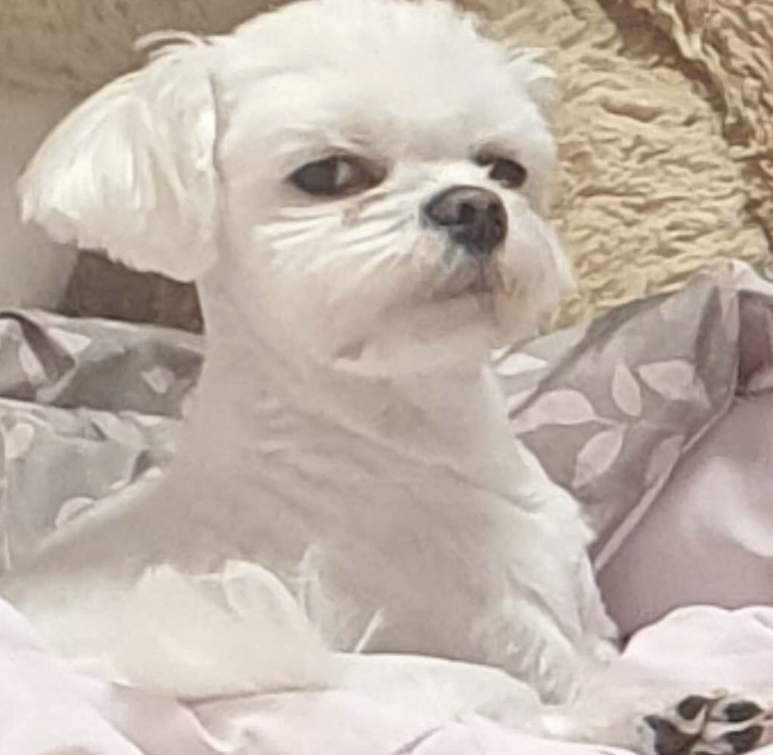 천도리프트 이미지