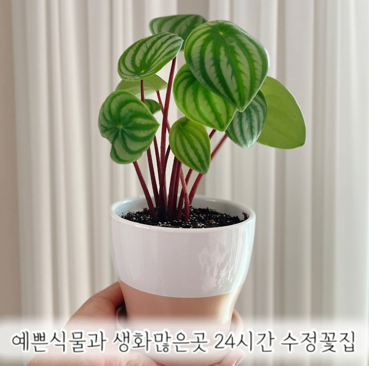 수정꽃집 이미지