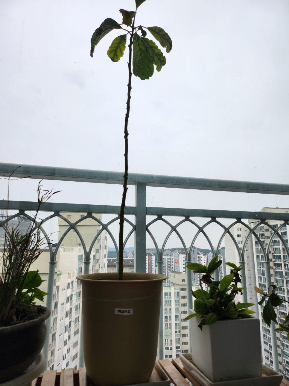 삼둥이반찬 이미지