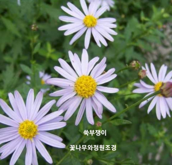 서울야생화 이미지