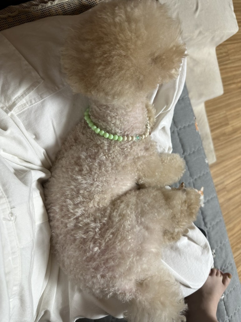 마장동 반구점 이미지