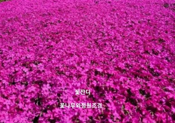 서울야생화 이미지