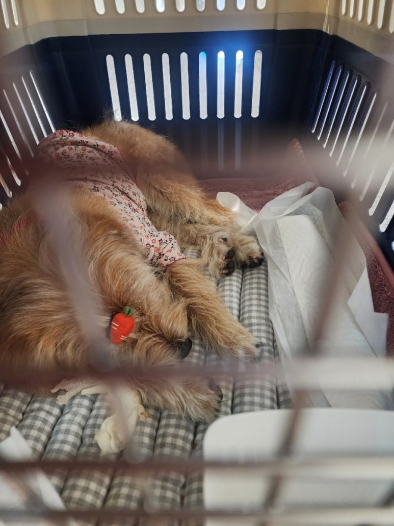 해피카센타 이미지