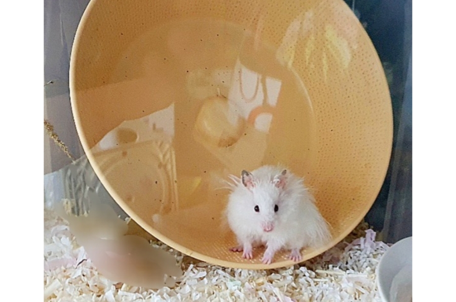 휠젠 이미지