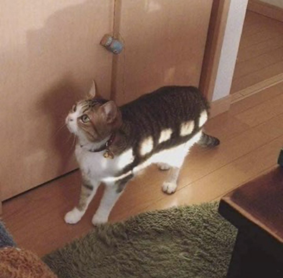 카페뱅가드 이미지