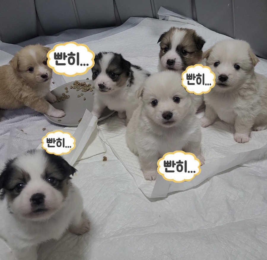 디저트조아 이미지