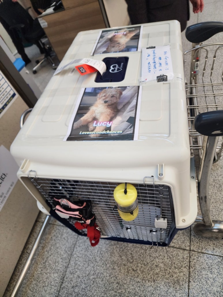 해피카센타 이미지