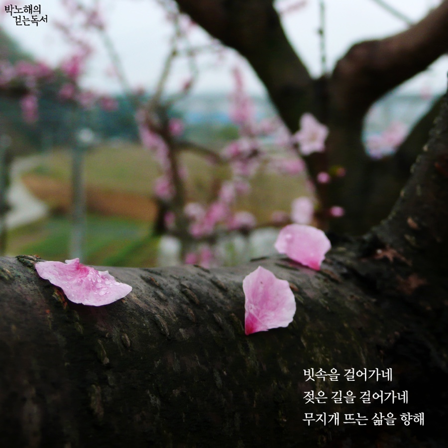 나의봄날 이미지