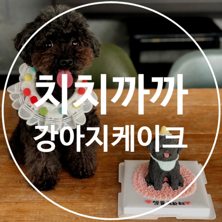 치치까까 이미지