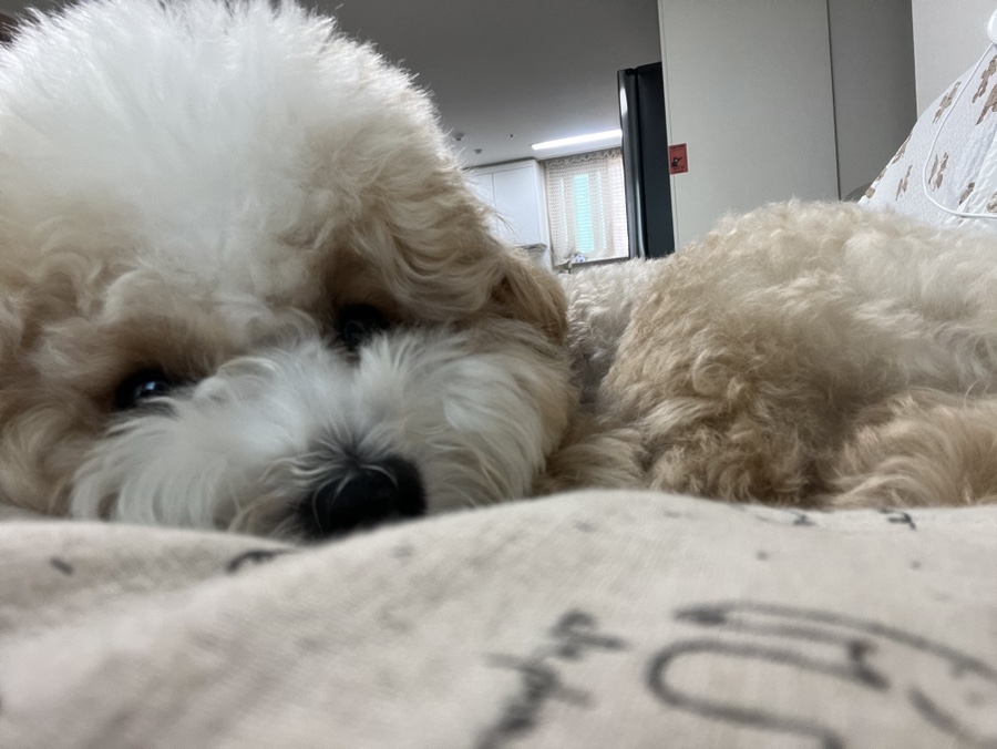 하루홍차 이미지