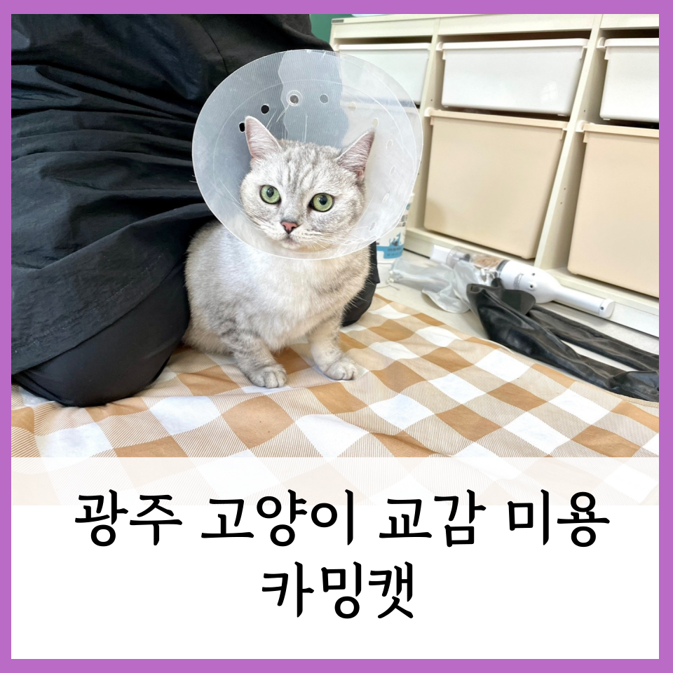 카밍캣 고양이미용 이미지