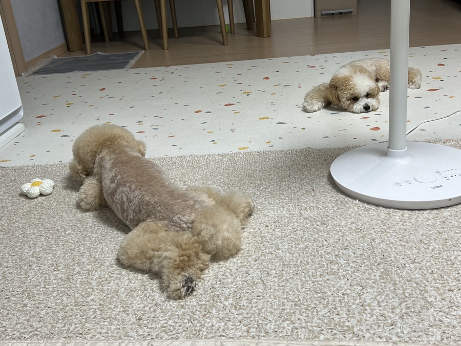 하루홍차 이미지