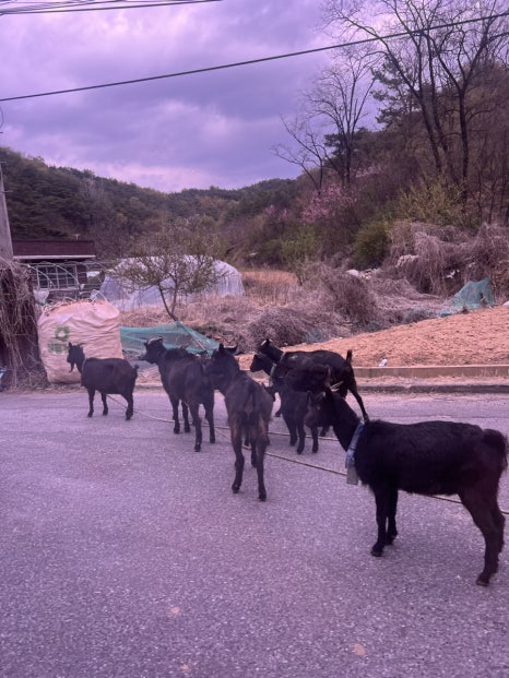 장천흑염소 이미지
