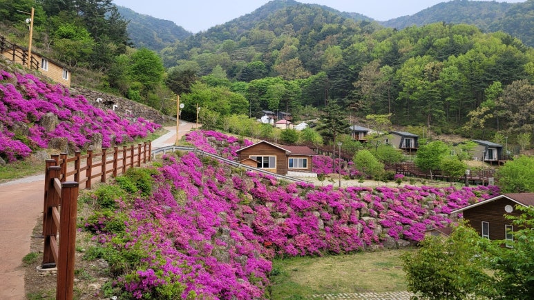 산삼자연휴양림 이미지