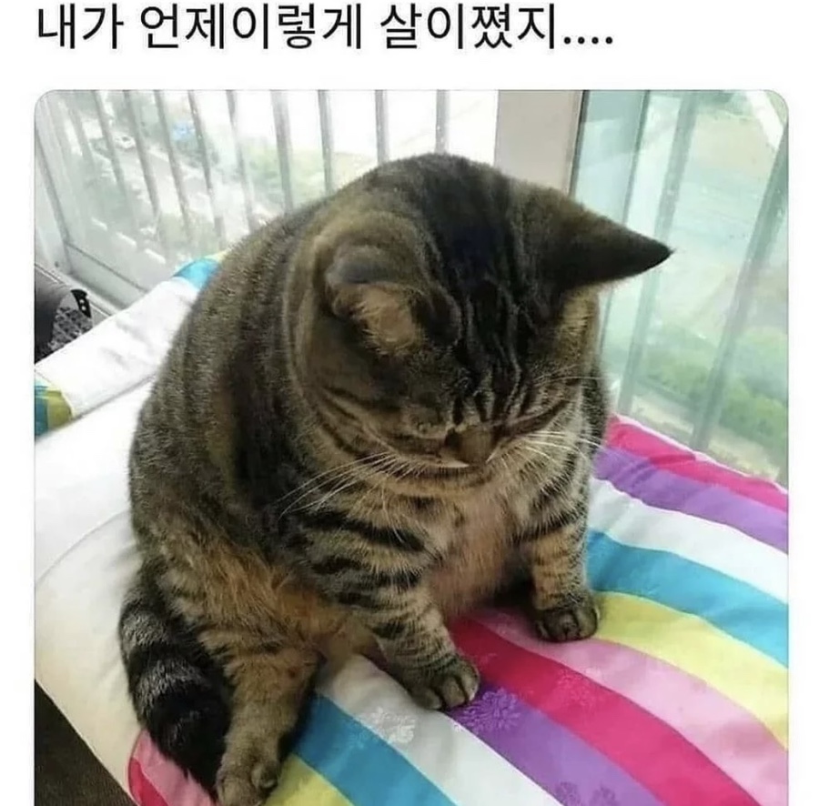 신미양꼬치 이미지