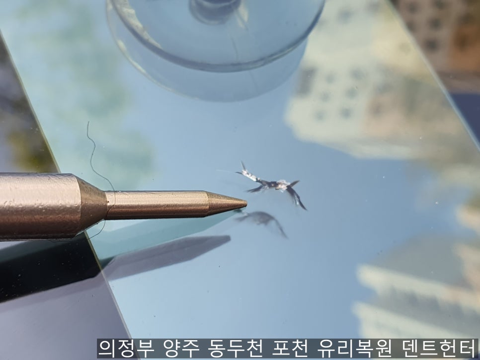 양주도니 이미지