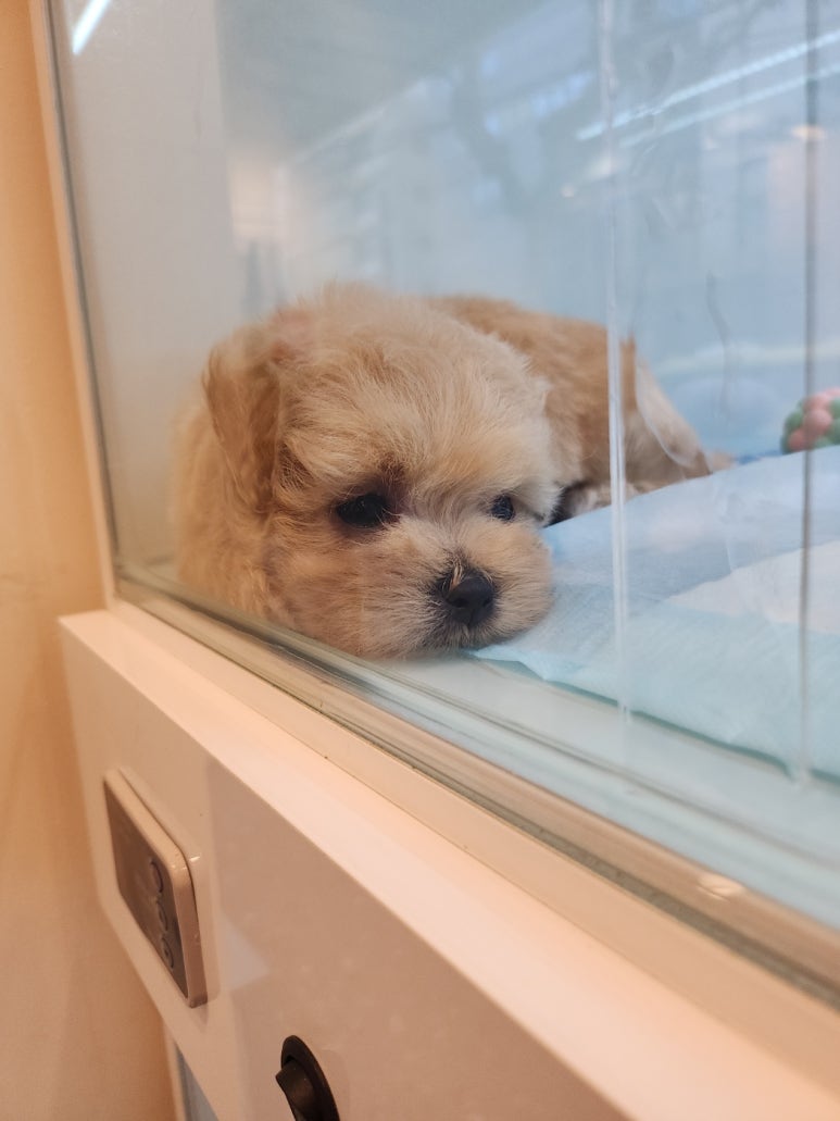 푸른들동물병원 이미지