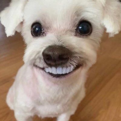 미드줄라이 이미지
