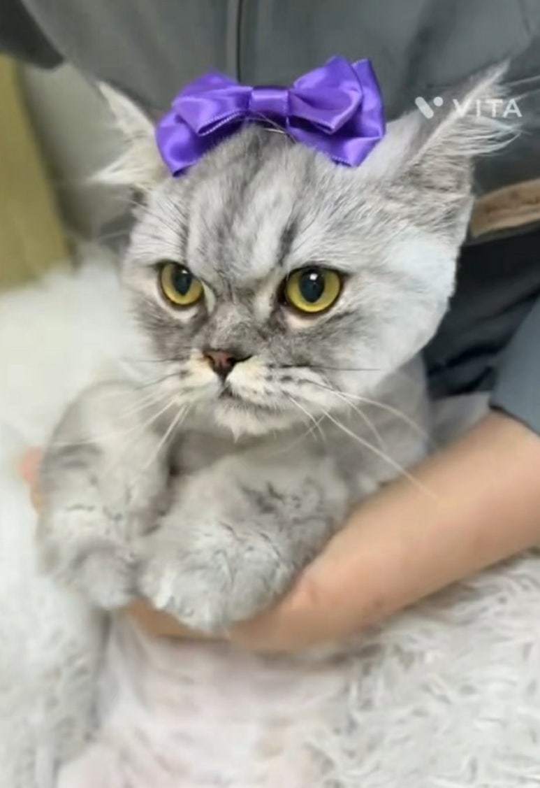 스완코코 이미지