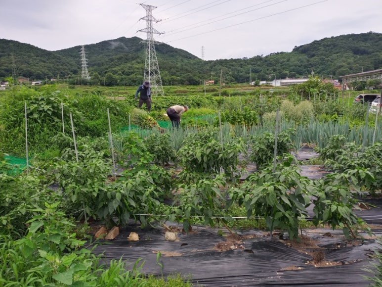 정읍시도시농업연구회 이미지
