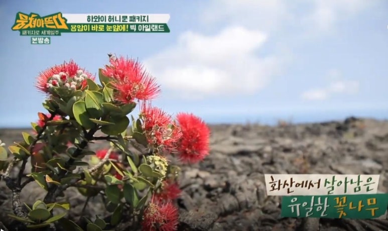 꽃이야기 이미지