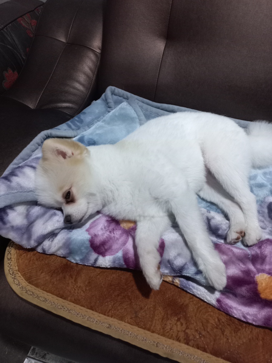 노스타운 이미지