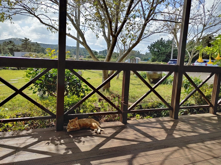 제주8번지 이미지