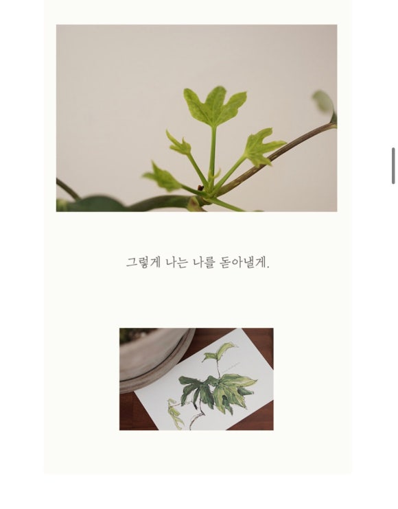 써니플랜트 이미지