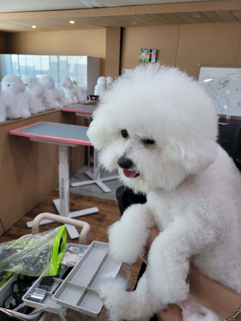 포항애견미용학원 이미지