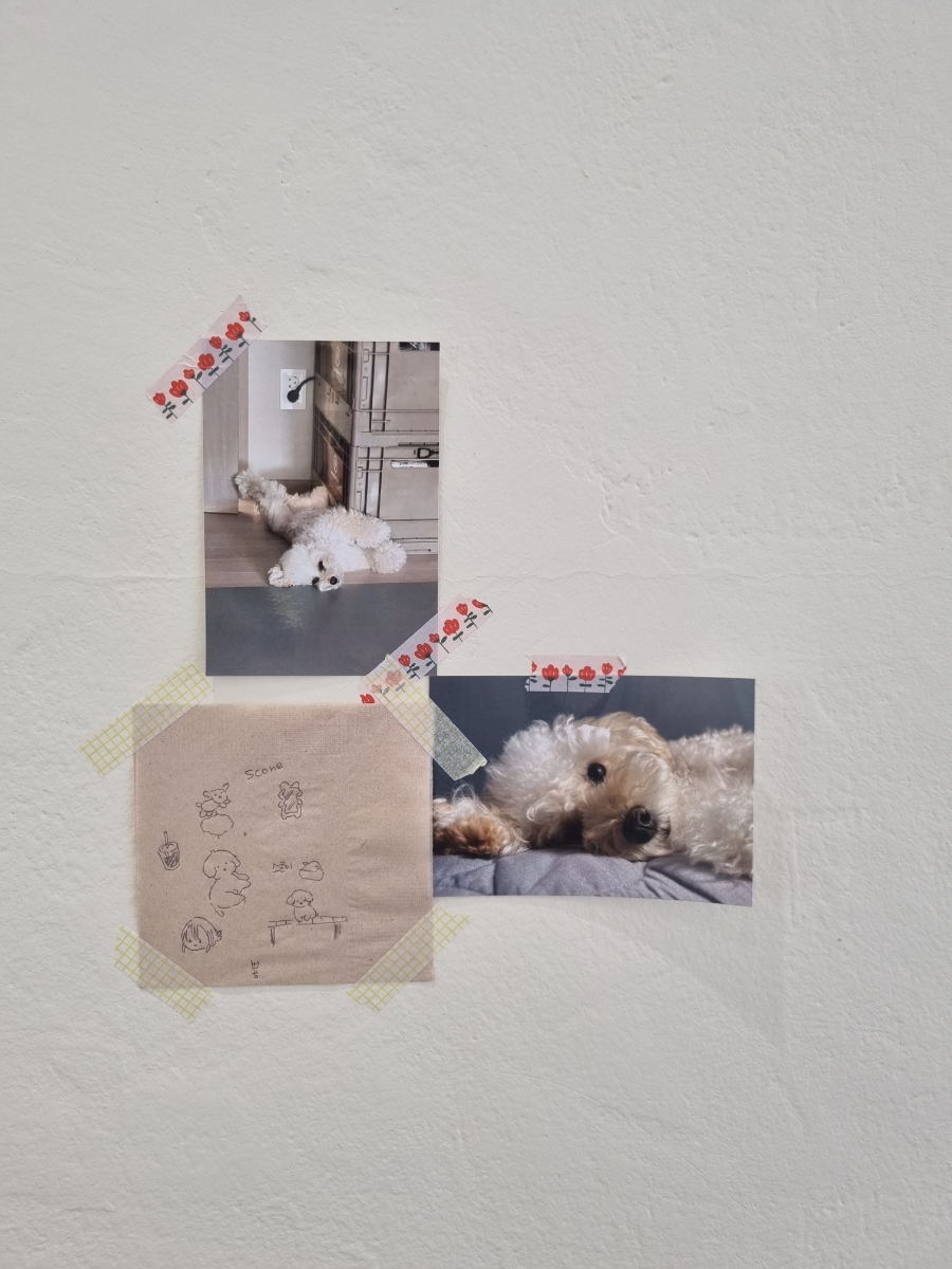 스콘위글 이미지